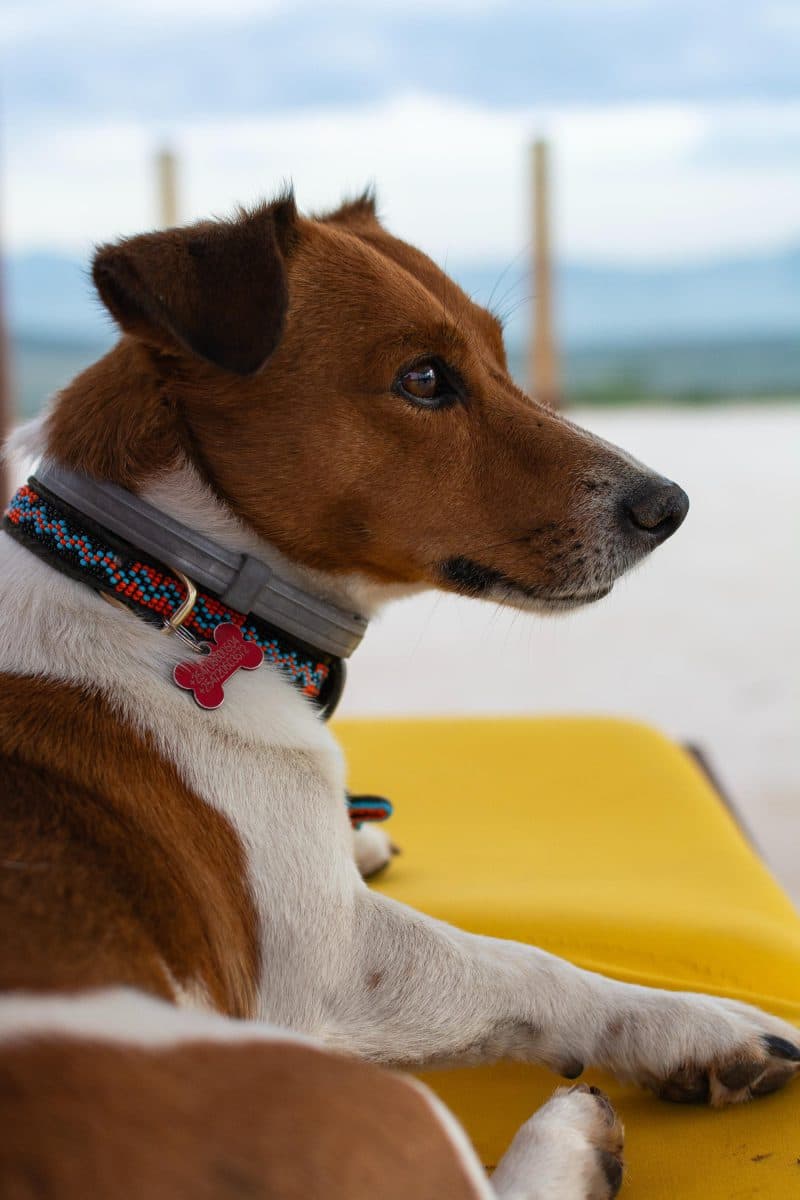 La Maison Bleue Naivasha — Jack Russell resting on a yellow terrace cushion